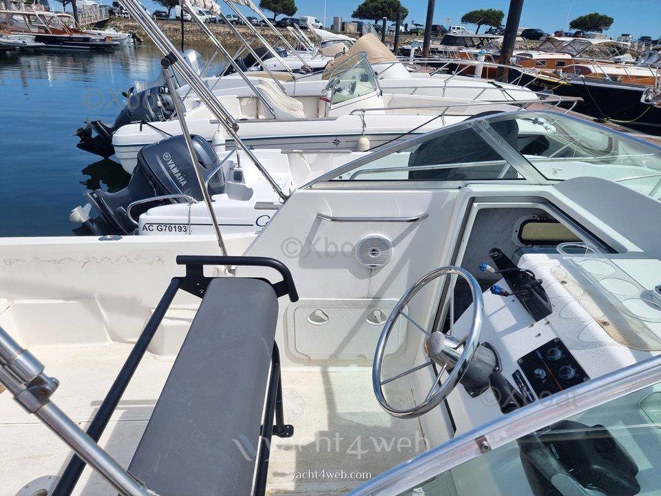 Kelt White shark 236