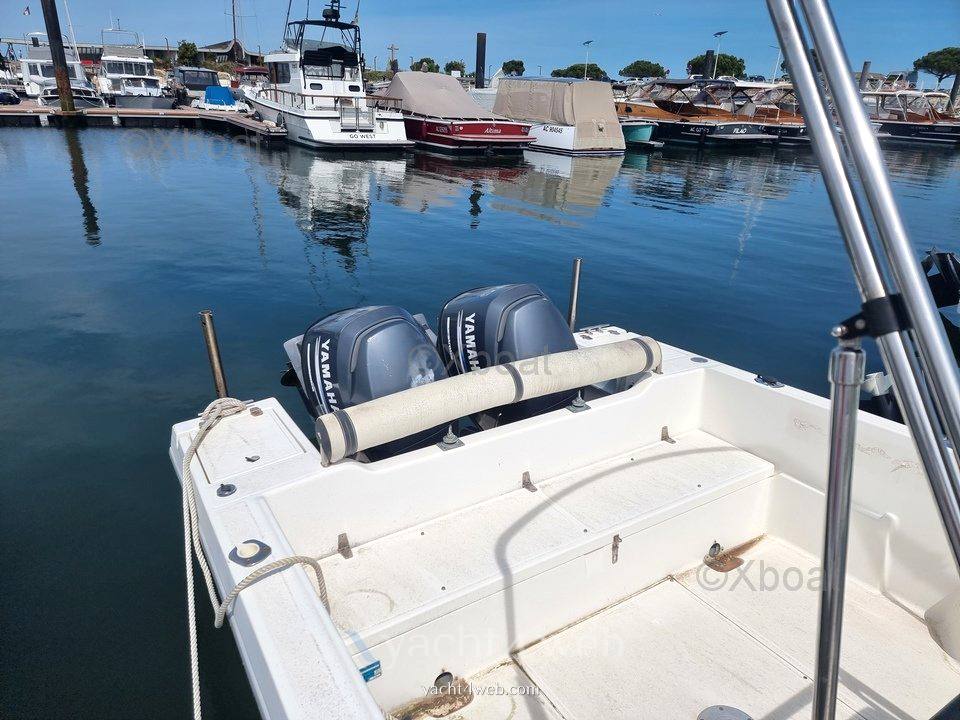 Kelt White shark 236