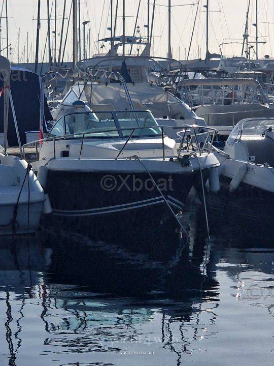 Kelt White shark 237