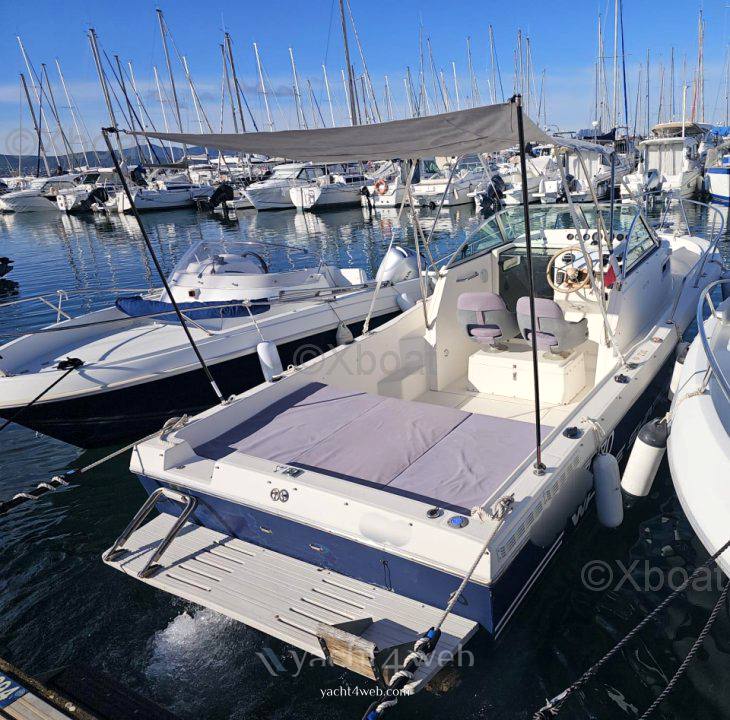 Kelt White shark 237