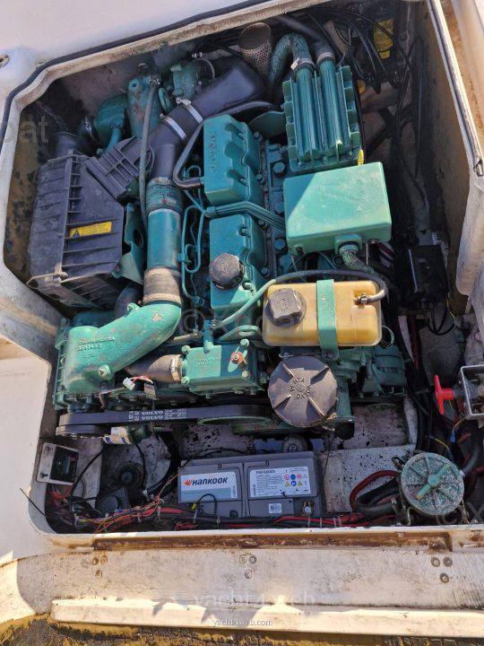 Kelt White shark 237