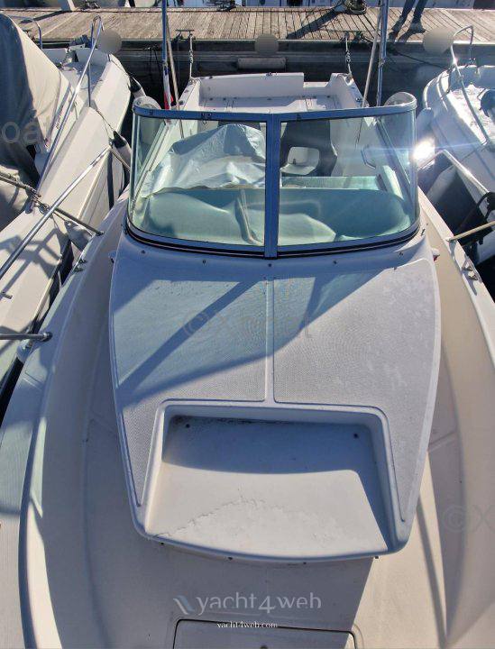 Kelt White shark 237