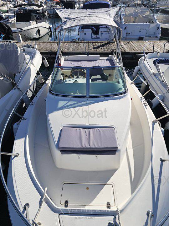 Kelt White shark 237