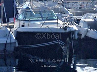 Kelt White shark 237