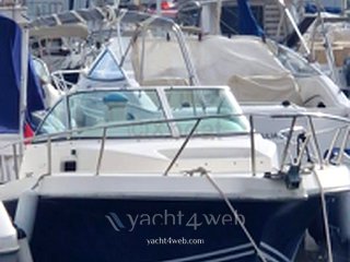 Kelt White shark 237