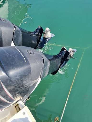 White shark White shark 285